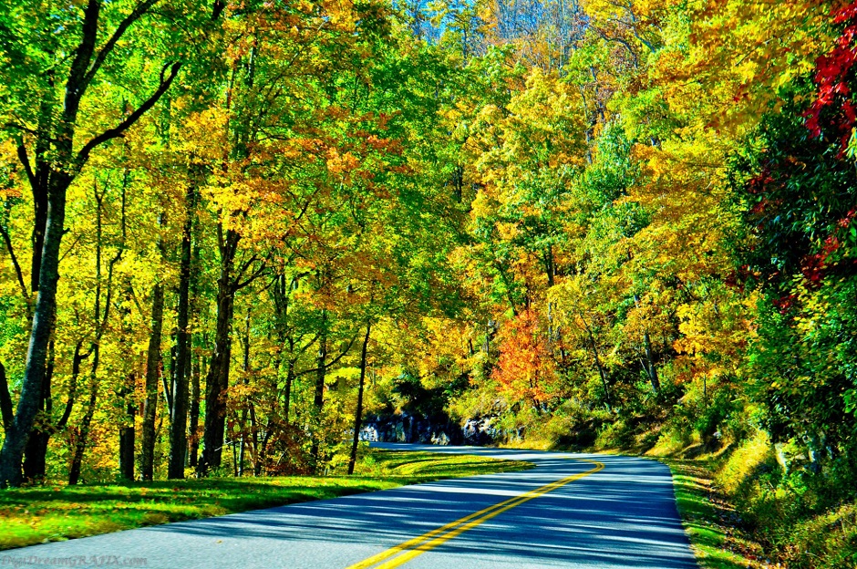 a road framed by vibrant fall trees