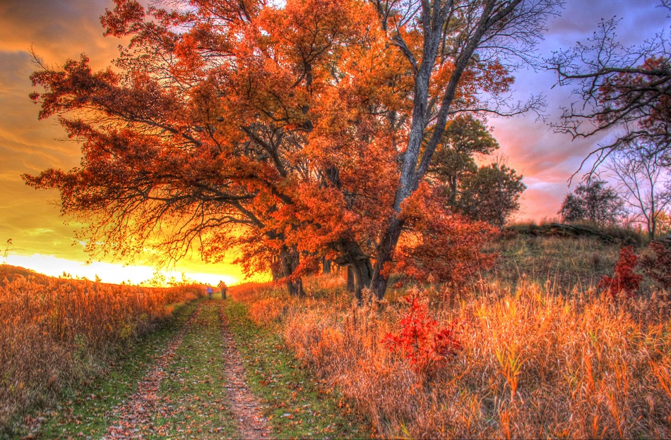 a clear path on the left of the tree with an open field on the right