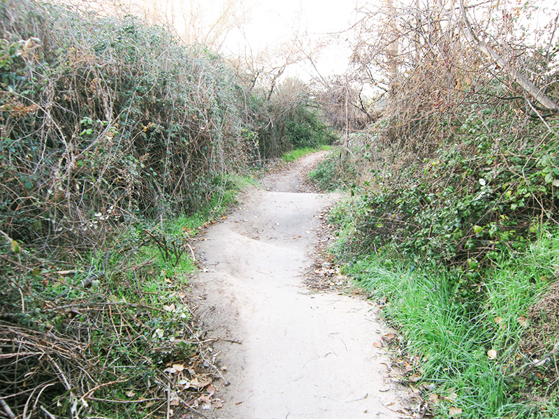 a path in a thicket