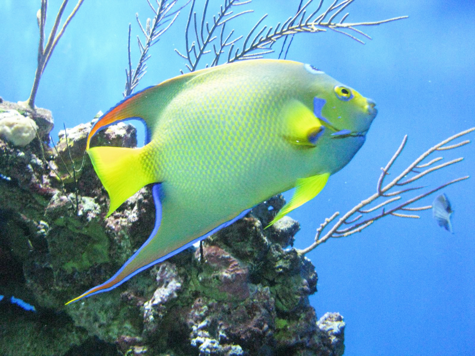 a colorful fish swims through the ocean