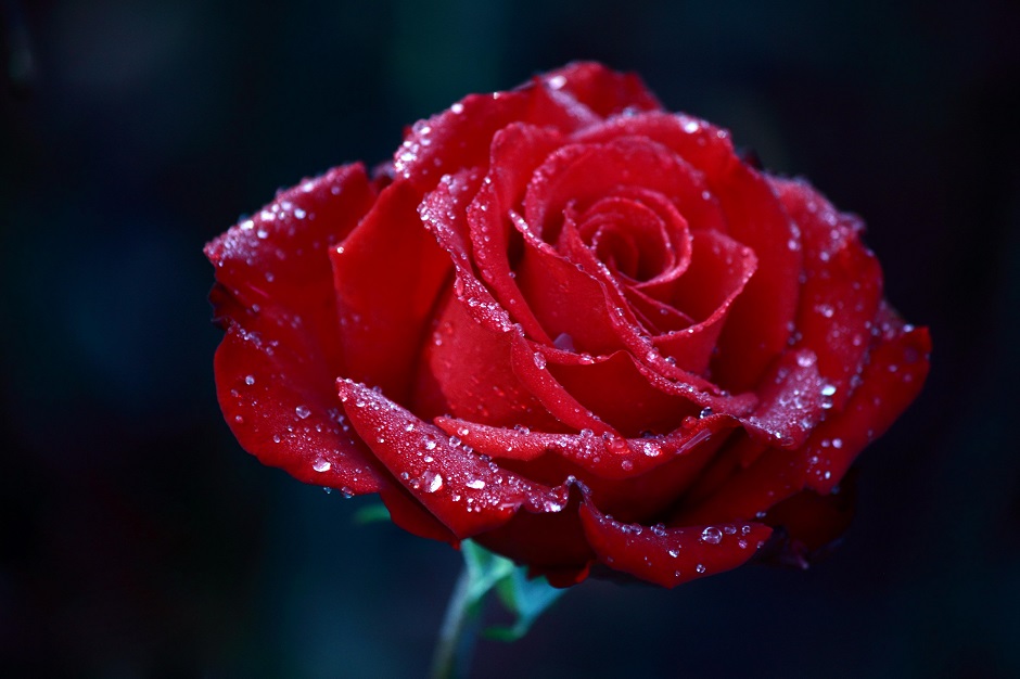 a rose with dew drops on it